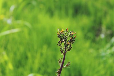 Close-up of flowering plant on field