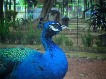 Close-up of peacock