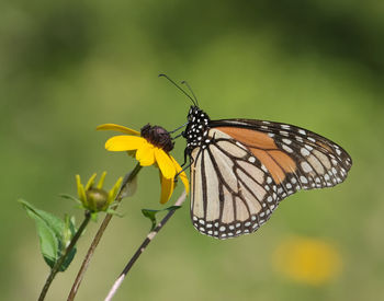 Close-up of butterfly pollinating on flower