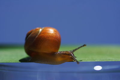 Close-up of snail on grass