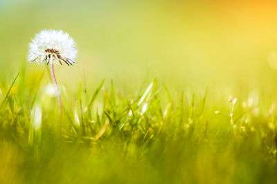 Close-up of dandelion on field