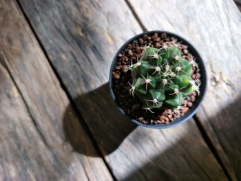 High angle view of succulent plant on table