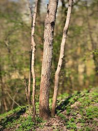 Close-up of tree trunk in forest