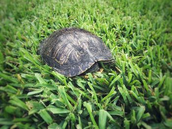 Close-up of shell on grass