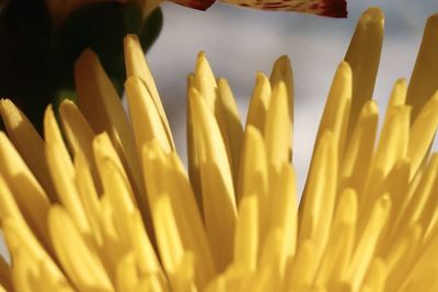 Close-up of yellow flowering plant