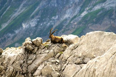 View of capricorn on rock