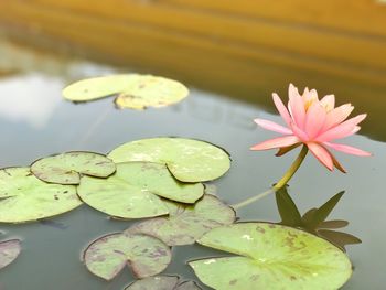 Close-up of lotus water lily