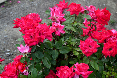 High angle view of red flowering plant