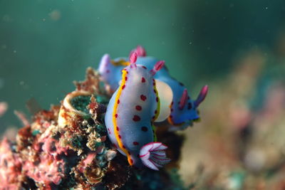 Close-up of fish underwater