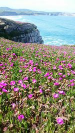 Purple flowers blooming by sea against sky