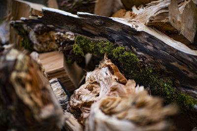 Close-up of logs in forest