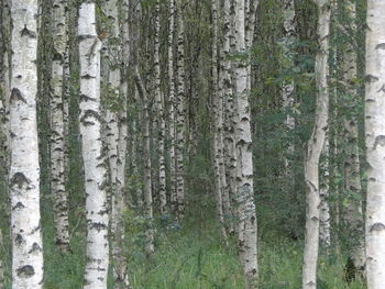 Pine trees in forest