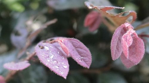 Close-up of water drops on pink flower