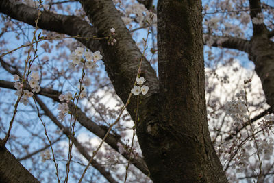 Low angle view of cherry blossoms on tree