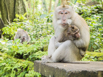 Portrait of monkey sitting in forest