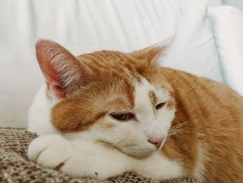 Close-up of cat sleeping