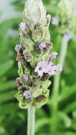 Close-up of flower