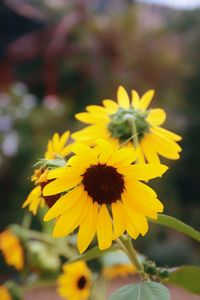 Close-up of yellow flowering plant on field