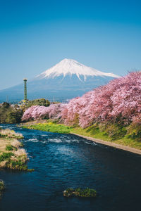 Mount fuji and cherry blossoms in spring in japanese village with calm river flow