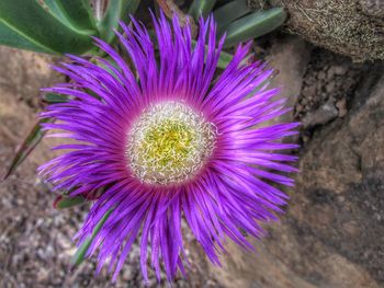 Close-up of purple flower blooming outdoors