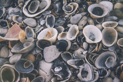 Full frame shot of shells