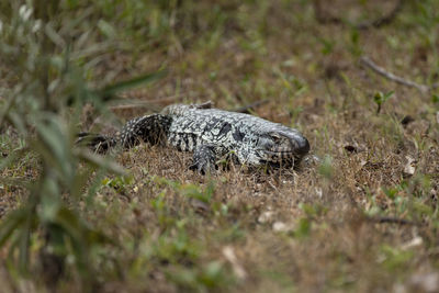 Close-up of a lizard on field