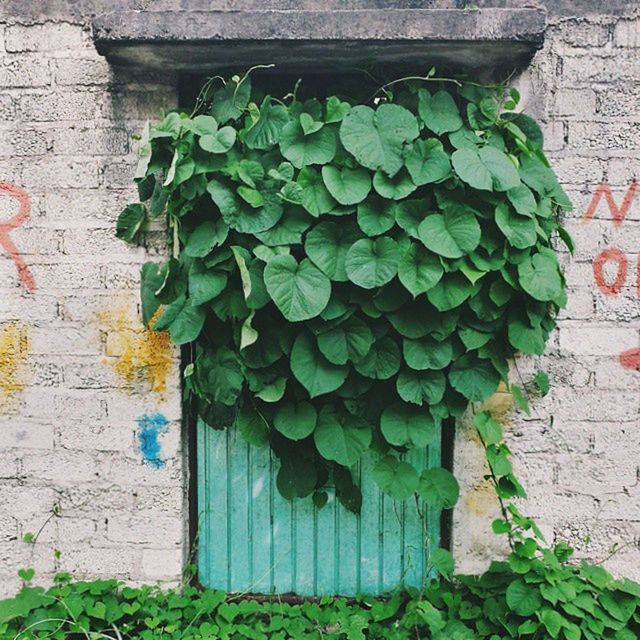 plant, green color, growth, built structure, building exterior, architecture, brick wall, leaf, wall - building feature, stone wall, ivy, wall, potted plant, day, outdoors, growing, house, no people, nature, green