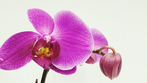 Close-up of pink orchids