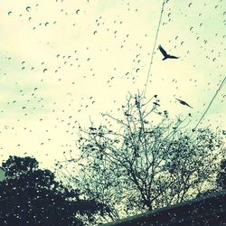 Low angle view of birds flying in sky