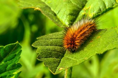 Close-up of insect on leaf
