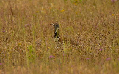 High angle view of a bird on field