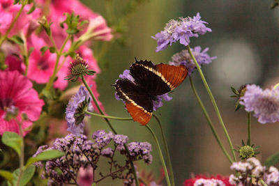 Close-up of butterfly on pink flowers