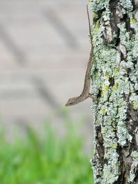 Close-up of lizard on tree trunk