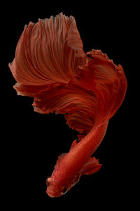 Close-up of siamese fighting fish against black background