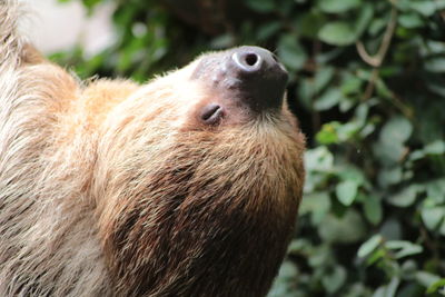 Close-up of sloth with eye closed