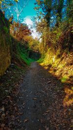 Wet road amidst trees against sky