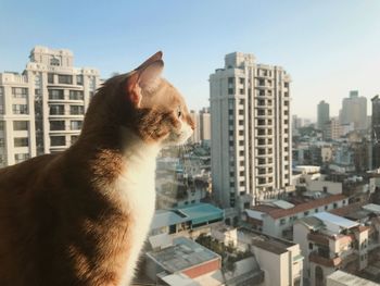 Dog in city against sky