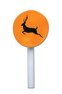 Close-up of a bird against white background