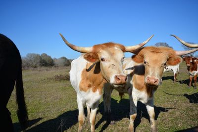 Cows standing in a field