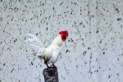 White-throated chicken