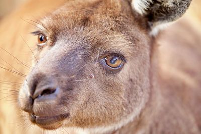 Close-up portrait of a kangaroo 