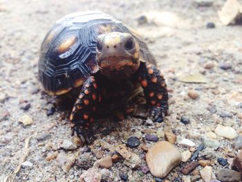 Close-up portrait of young tortoise on beach