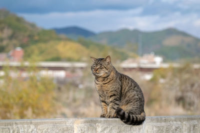 Cat sitting on wall