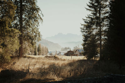 Trees and houses on field against clear sky