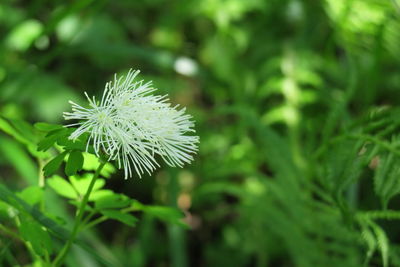 Close-up of dandelion flower