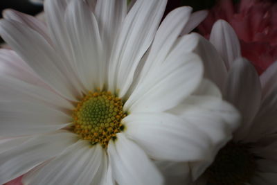 Close-up of white flower