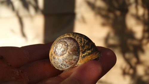 Close-up of hand holding shell