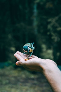 Person holding bird perching on hand