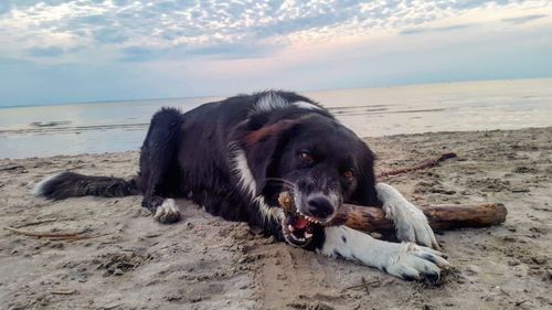 Close-up of dog on beach against sky