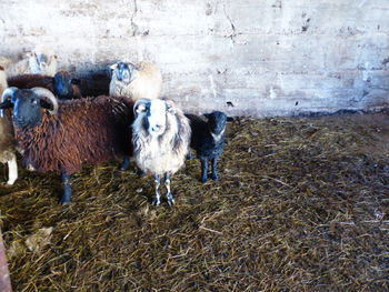 Sheep standing in a field